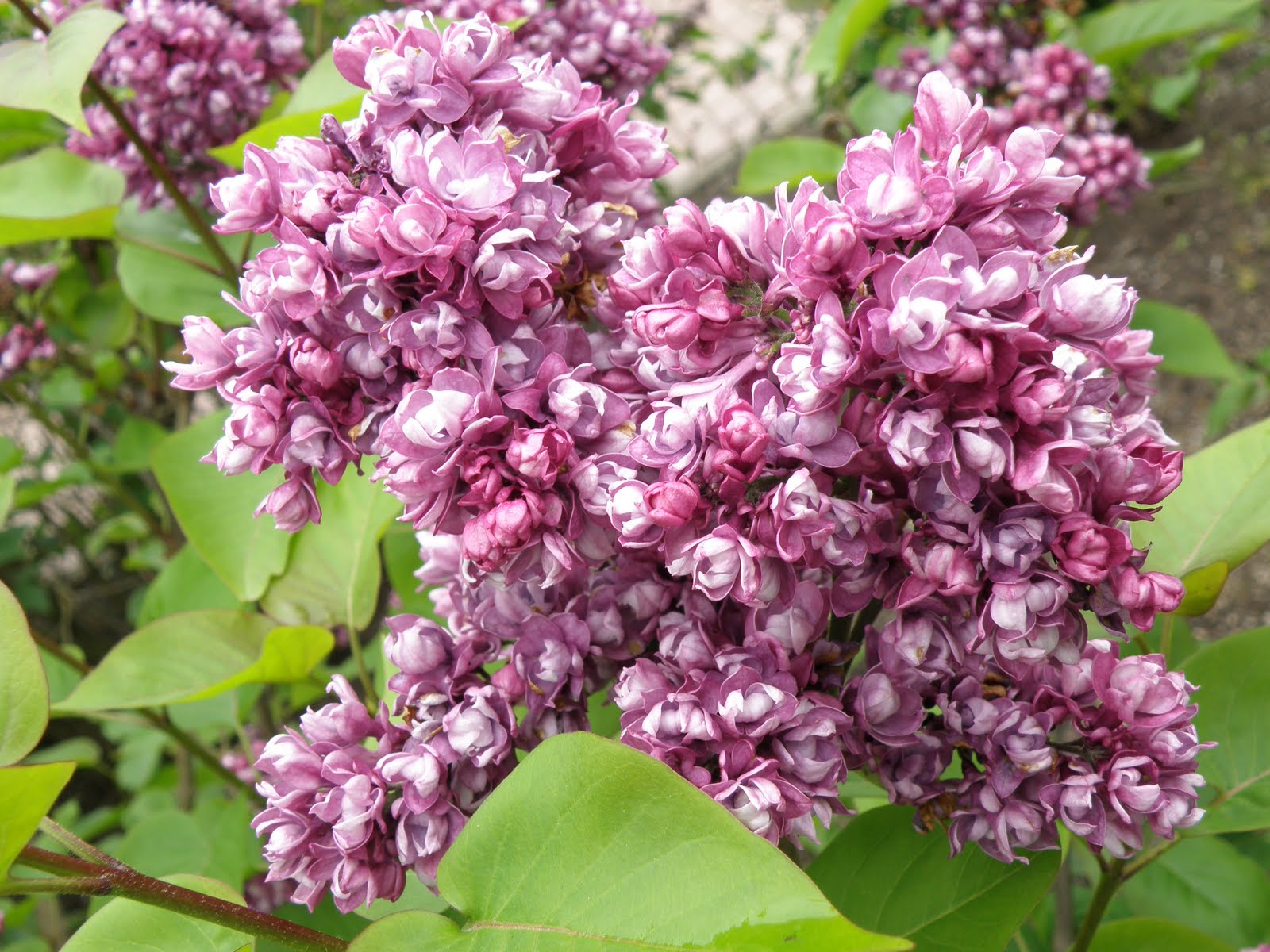 How Sweet the Smell .... The Lilac Lady